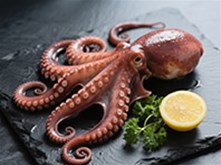 八爪魚 （章魚科動物）